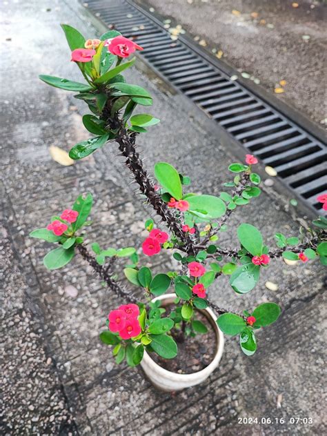 鐵海棠 風水|家居植物風水：何種植物擺放在何種位置有聚氣生旺化煞的功效